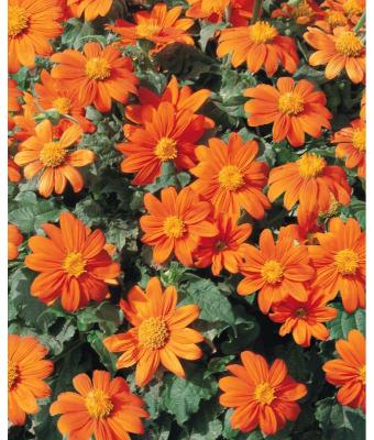 4.75T/10 TITHONIA FIESTA DEL SOL