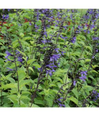 4.75T/10 SALVIA BLACK AND BLOOM