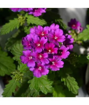 4.75T/10 VERBENA CADET UPRIGHT PURPLE