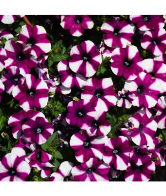 4.75T/10 PETUNIA SHORTCAKE BLUEBERRY