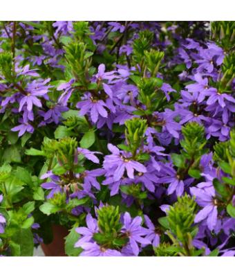 4.75T/10 SCAEVOLA SURDIVA BLUE VIOLET