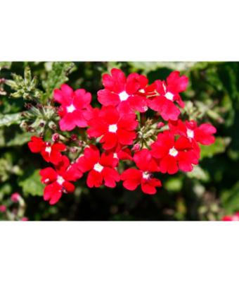 4.75T/10 VERBENA CADET UPRIGHT RED