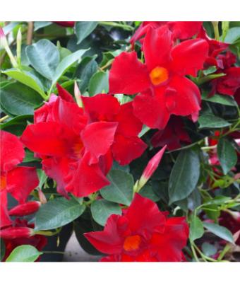6.5T/3 MANDEVILLA RED (CLIMBER)