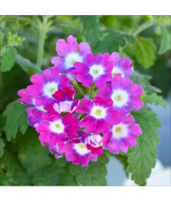 4.75T/10 VERBENA CADET UPRIGHT HOT PINK WINK