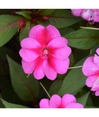4.75T/10 SUNPATIENS PURPLE CANDY