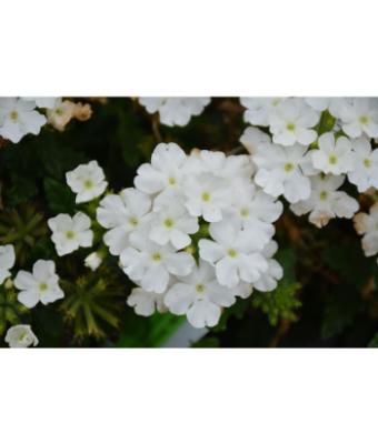 4.75T/10 VERBENA CADET UPRIGHT WHITE