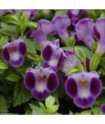 4.75T/10 TORENIA SUMMERWAVE LARGE BLUE
