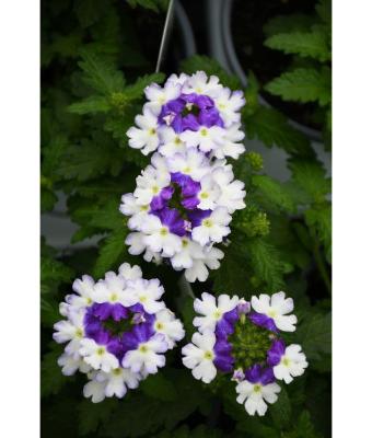 4.75T/10 VERBENA FIREHOUSE BLUE FIZZ