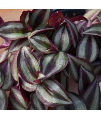 4.75T/10 TRADESCANTIA ZEBRINA