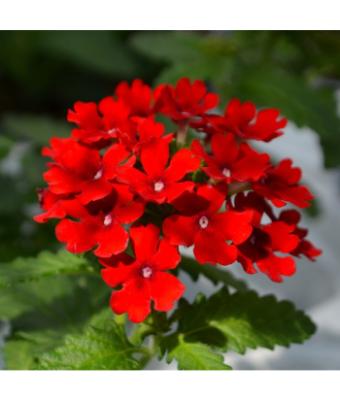 4.75T/10 VERBENA FIREHOUSE RED