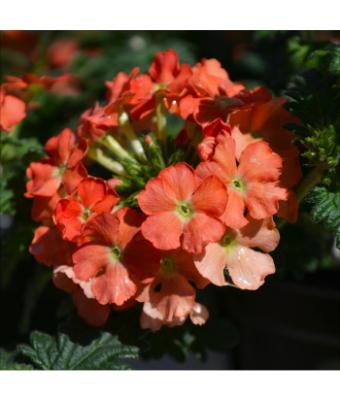 4.75T/10 VERBENA LANAI PEACH