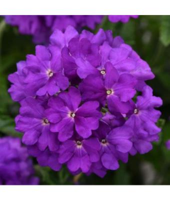 4.75T/10 VERBENA CADET UPRIGHT VIOLET BLUE