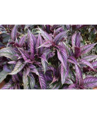 4.75T/10 STROBILANTHES PERSIAN SHIELD