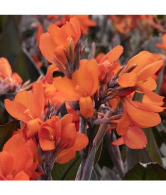 6.5T/3 CANNA LILY CANNOVA ORANGE BRONZE