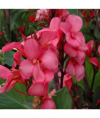 6.5T/3 CANNA LILY CANNOVA ROSE