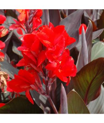 6.5T/3 CANNA LILY CANNOVA SCARLET