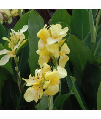 6.5T/3 CANNA LILY CANNOVA YELLOW