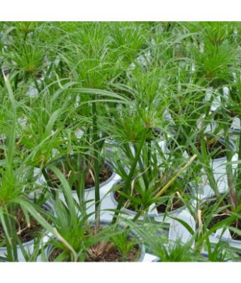 6.5T/3 GRASS PAPYRUS DWARF EGYPTIAN