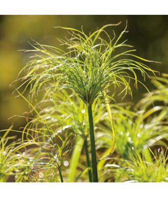 6.5T/3 GRASS PAPYRUS KING TUT