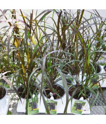 6.5T/3 GRASS FIRST KNIGHT