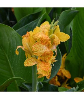 6.5T/3 CANNA LILY CANNOVA GOLD LEOPARD