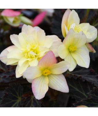 4.75T/10 BEGONIA I'CONIA LEMON BERRY
