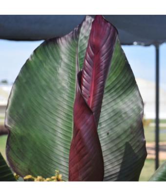 6.5T/3 EE ENSETE MAURELII