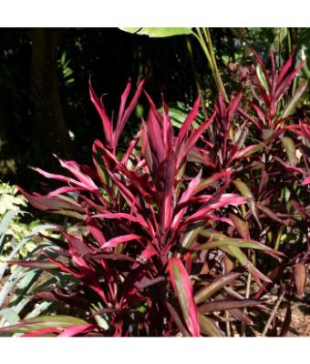 6.5T/3 CORDYLINE RED PEPPER