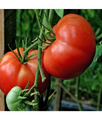 E6.5T/3 TOMATO BIG BOY