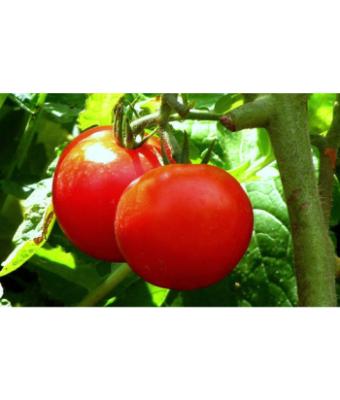 E6.5T/3 TOMATO EARLY GIRL