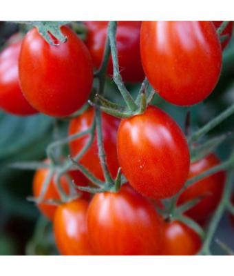 E6.5T/3 TOMATO GRAPE