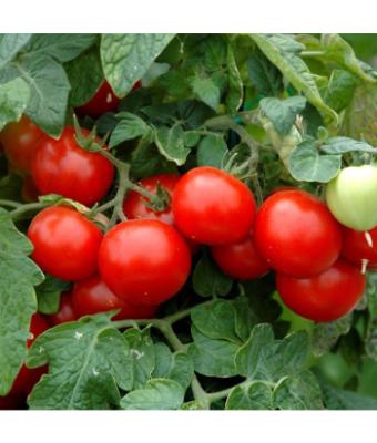 E6.5T/3 TOMATO HUSKY CHERRY RED