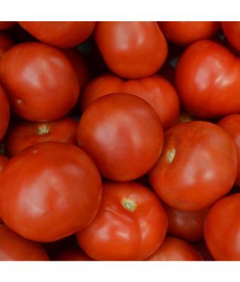 E6.5T/3 TOMATO SUPER FANTASTIC