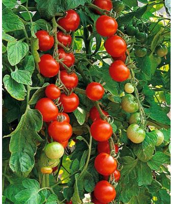 E6.5T/3 TOMATO SUPER SWEET 100