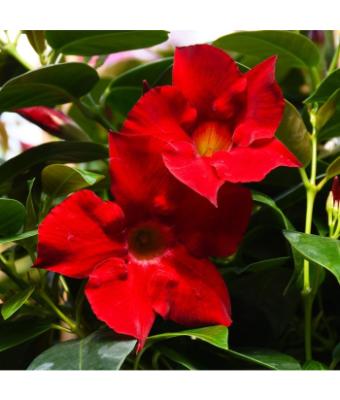 6.5T/3 MANDEVILLA RED BUSH TYPE