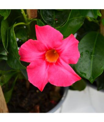 6.5T/3 MANDEVILLA PINK (CLIMBER)