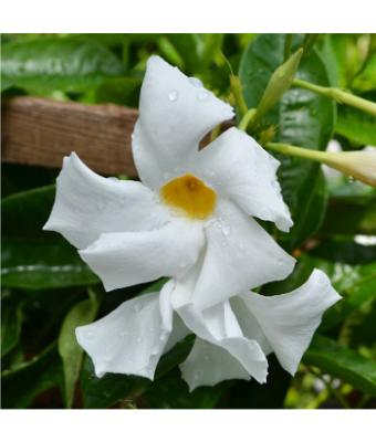 6.5T/3 MANDEVILLA WHITE