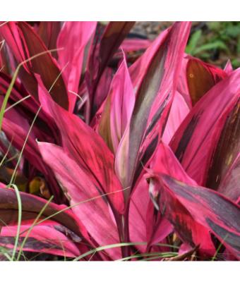 6.5T/3 CORDYLINE RED SISTER