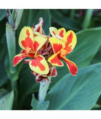 6.5T/3 CANNA LILY CANNOVA RED GOLDEN