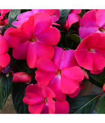 4.75T/10SUNPATIENS HOT PINK