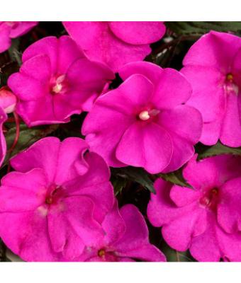 4.75T/10 SUNPATIENS PURPLE