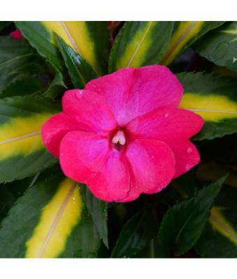 4.75T/10 SUNPATIENS TROPICAL ROSE