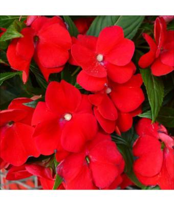 4.75T/10 SUNPATIENS DEEP RED