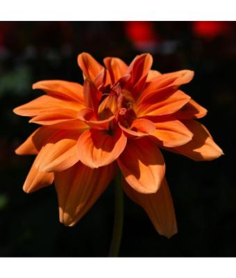 6.5T/3 DAHLIA VENTI MANGO