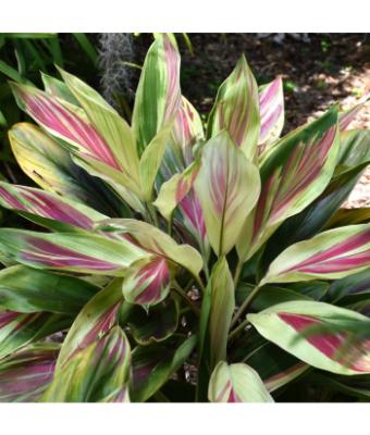 6.5T/3 CORDYLINE EXOTICA