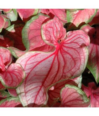 6.5T/3 CALADIUM FLORIDA SWEETHEART