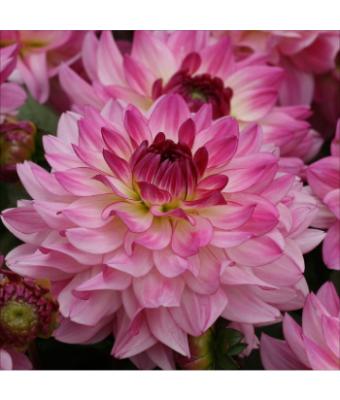 6.5T/3 DAHLIA SINCERITY