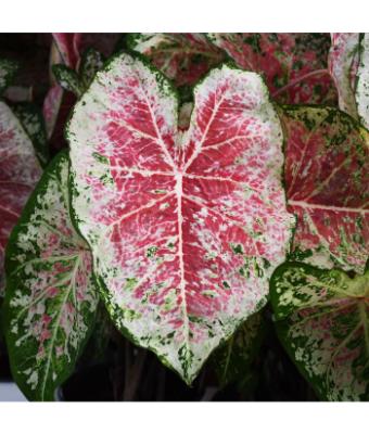 6.5T/3 CALADIUM PINK CLOUD