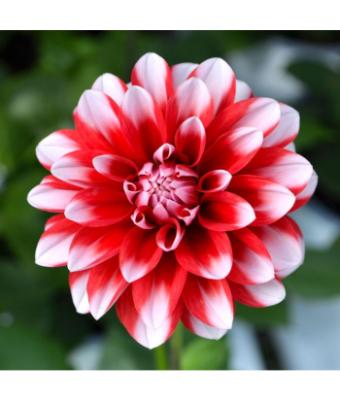 6.5T/3 DAHLIA VENTI RED/WHITE