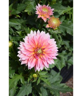 6.5T/3 DAHLIA VENTI PASSION FRUIT